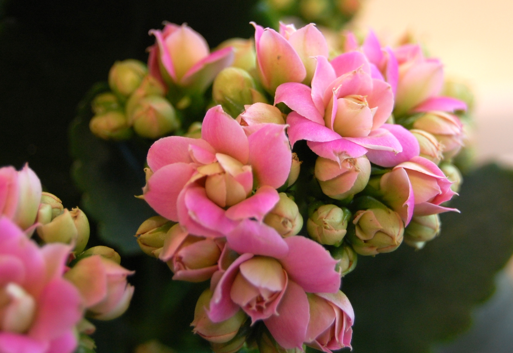 Nærbilde av en rosa ildtopp | OBP - Opplysningskontoret for blomster og ...