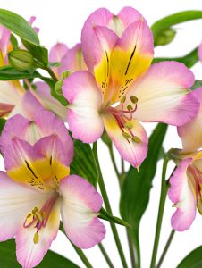 inkalilje, alstroemeria