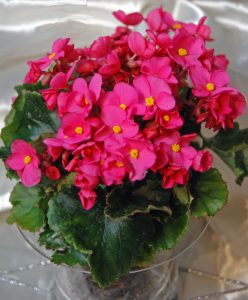 Juleglede, julebegonia