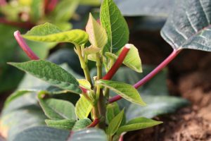 Stikling av julestjerne med veldig god brytning, noe som vil gi mange grener på den ferdige planten