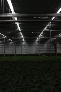 Nesten helt mørkt hos julestjernene