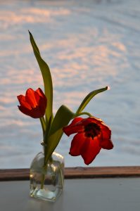Tulipan