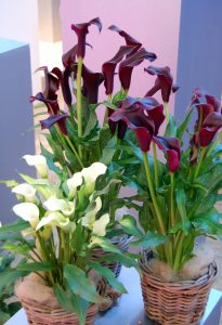 Kala, Zantedeschia