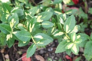 Klatrebeinved gulbroket, Euonymus fortunei