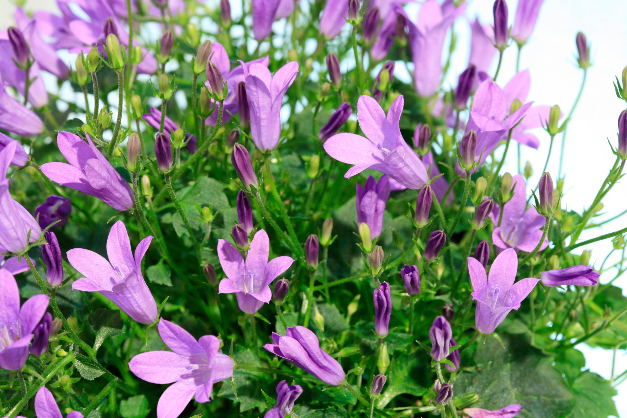 klokkeblomst-campanula-portenschlagina-obp-opplysningskontoret-for