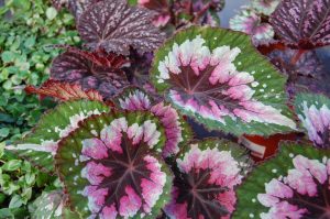 Fargespill i Kongebegonia, Begonia rex