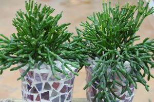 Korallkaktus, Rhipsalis