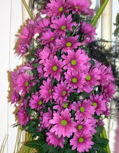 krysantemum