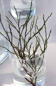 Blåbærris er vakker borddekorasjon