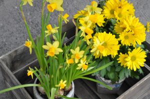 narcisser, påskeliljer og krysantemum, chrysanthemum