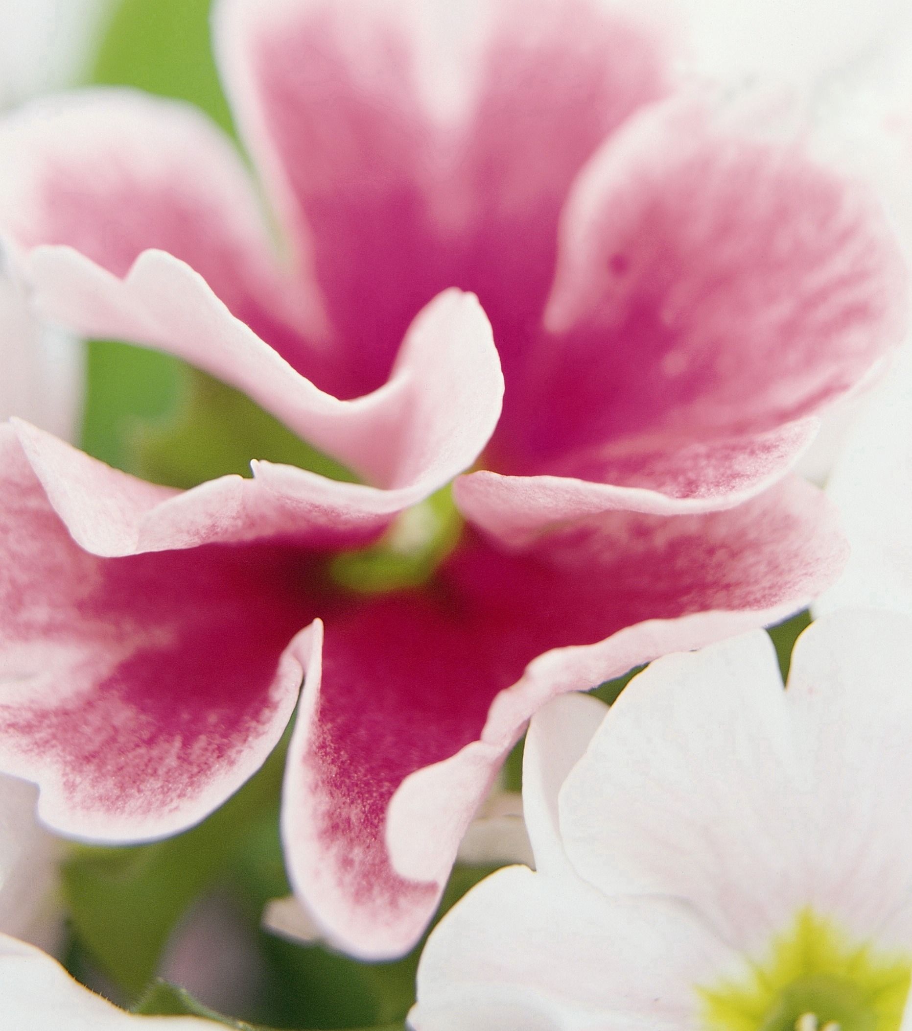 nærbilde blomst av primula | OBP - Opplysningskontoret for blomster og ...