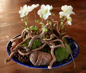 Dekorasjon med Helleborus, julerose, i naturmaterialer