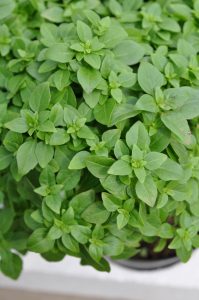 oregano