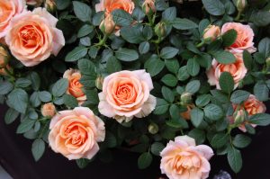 Ferskenrosa potterose