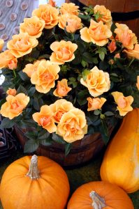 Gresskar og roser til Halloween