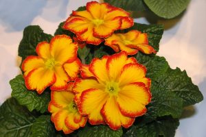 Gulrød primula
