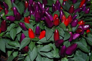 Prydpaprika capsicum