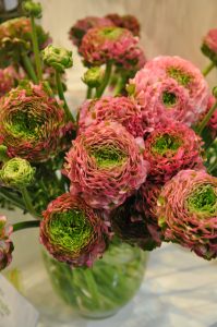 Artige, krøllete ranunkelblomster