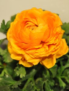 Gule ranunkler - tøffere enn du tror!