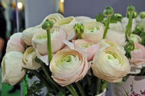 Sart rosa ranunkler til fest og dekorasjoner
