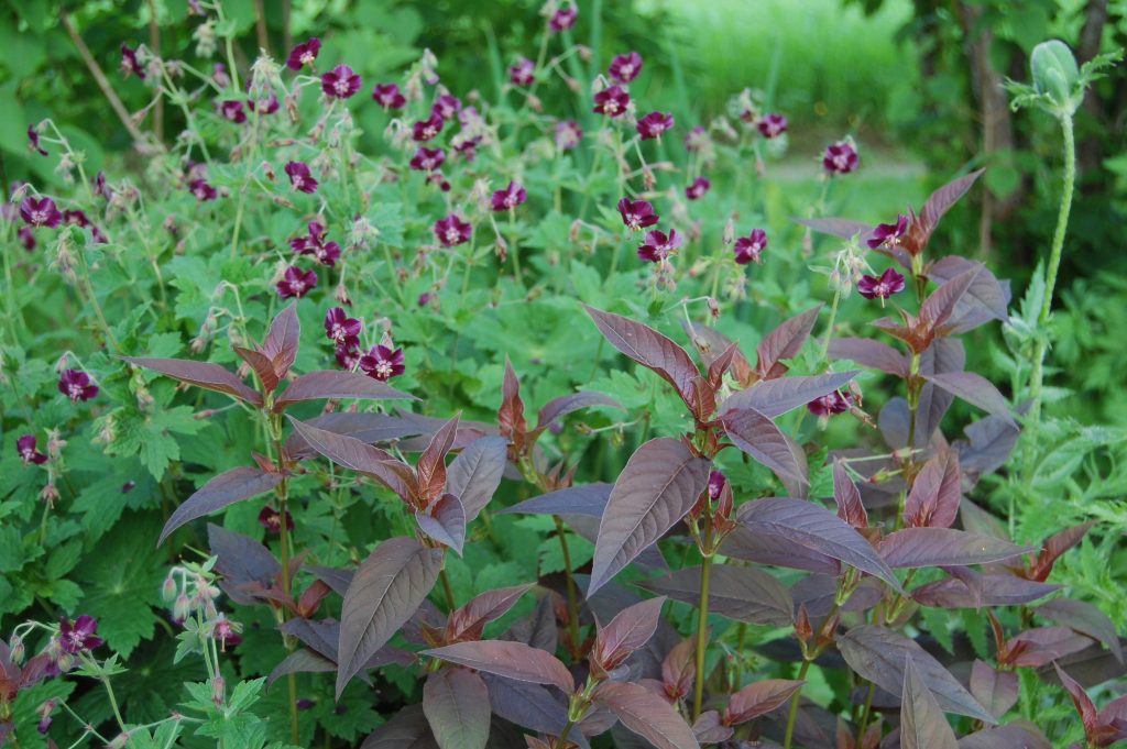 Rødbladet fredløs | OBP - Opplysningskontoret for blomster og planter
