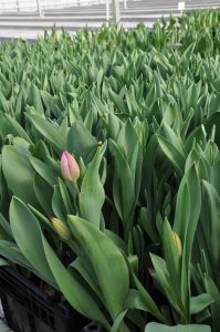 Tulipaner i veksthus