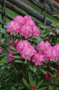 Rhododendron i rosa