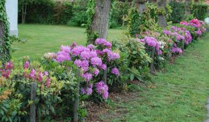 Hekk av ulike Rhododendron