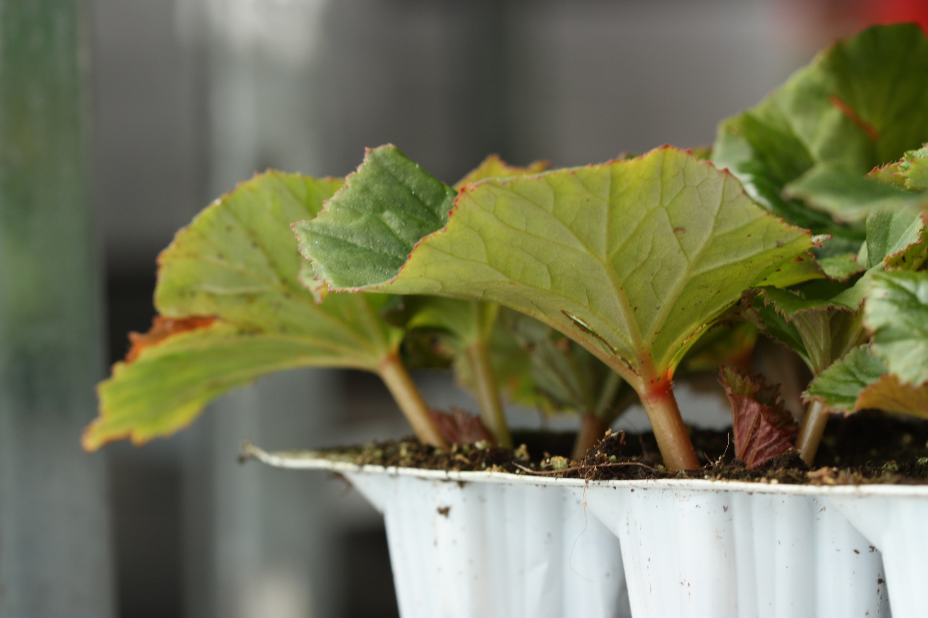 Stiklinger av begonia satt i plugger for å få røtter | OBP ...