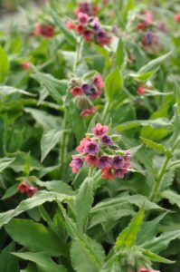 Rød lungeurt, Pulmonaria rubra