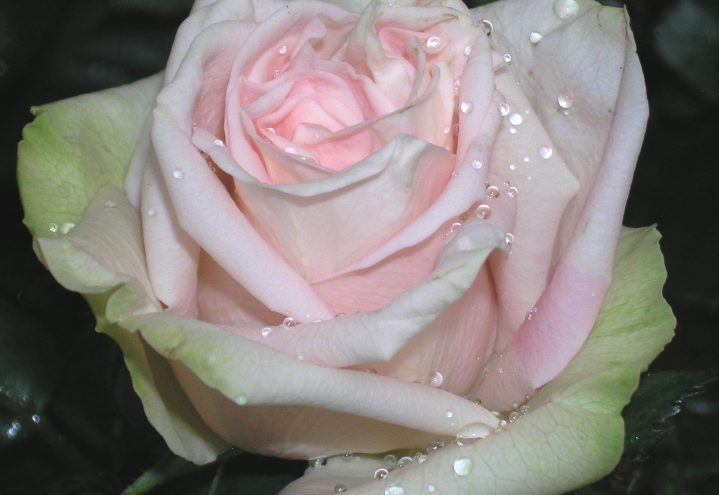 Rosa rose