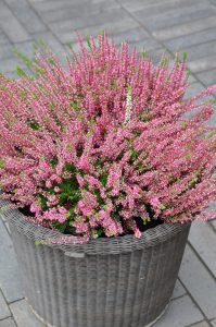 Krukke med røsslyng, Calluna