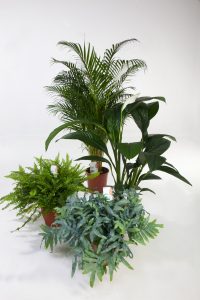 Samling av grønne planter