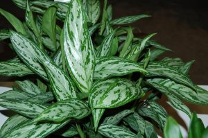 Sjømannstrøst, Aglaonema crispum