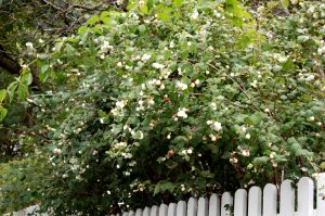 Snøbær, Symphoricarpos rivularis