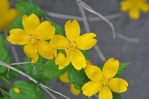 Soleiebusk, Kerria japonica