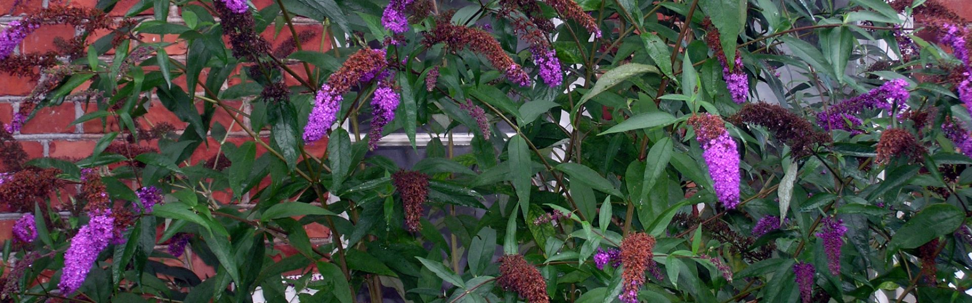 Ferieblomstring i hagen Ferieblomstring i hagen