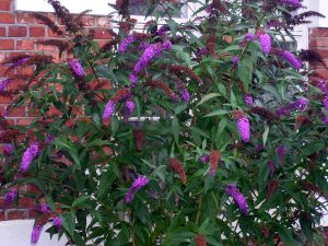 Sommerfuglbusk, Buddleja