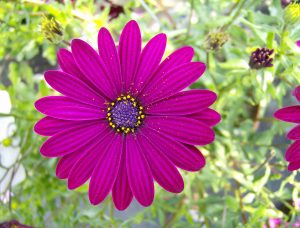 Spansk margeritt, Osteospermum