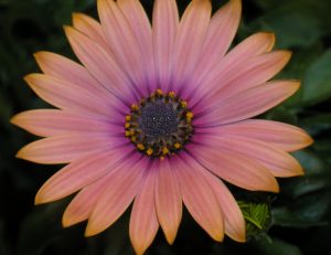 Spansk margeritt, Osteospermum
