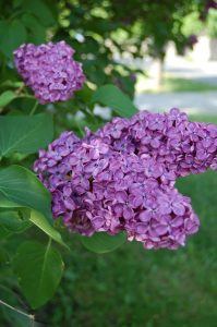 Syrin, Syringa, mørk lilla