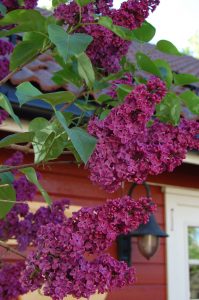 Syrin, Syringa