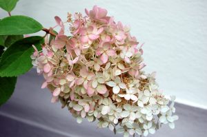 Syrinhortensia, Hydrangea paniculata