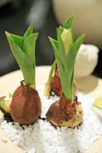 Små tulipaner i potte er også i vårhandelen