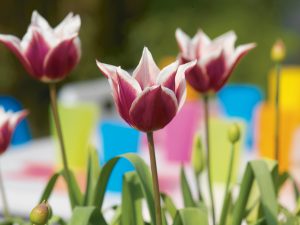tulipan