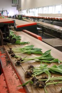 tulipanproduksjon, pakking av ferdige blomster