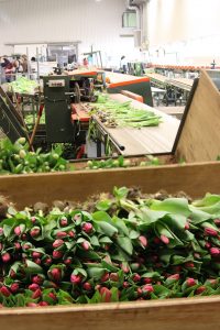 Tulipanproduksjon, pakking av ferdige blomster
