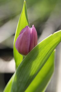 Tulipan