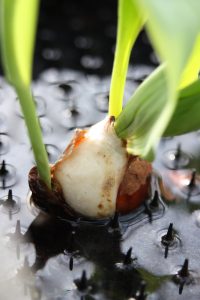 Tulipanproduksjon i vann