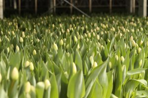 Produksjon av tulipaner i veksthus